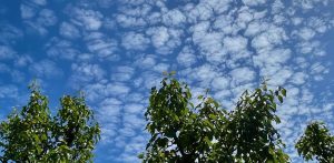 Schapenwolkenlucht boven groene bomen, genomen in Sommelsdijk